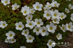 塞文虎耳草 Saxifraga cebennensis