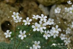 '灯塔'匙叶虎耳草 Saxifraga cochlearis 'Minar'