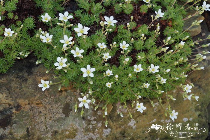 蒲叶虎耳草Saxifraga fragilis