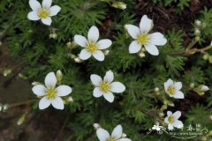 蒲叶虎耳草Saxifraga fragilis