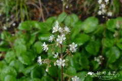 '肾叶'粗毛虎耳草 Saxifraga hirsuta 'Reniformis'