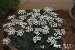 光亮虎耳草 Saxifraga micans