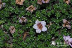 挪威虎耳草Saxifraga oppositifolia