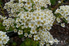 ‘莲座’圆锥虎耳草 Saxifraga paniculata ‘Rosularis’