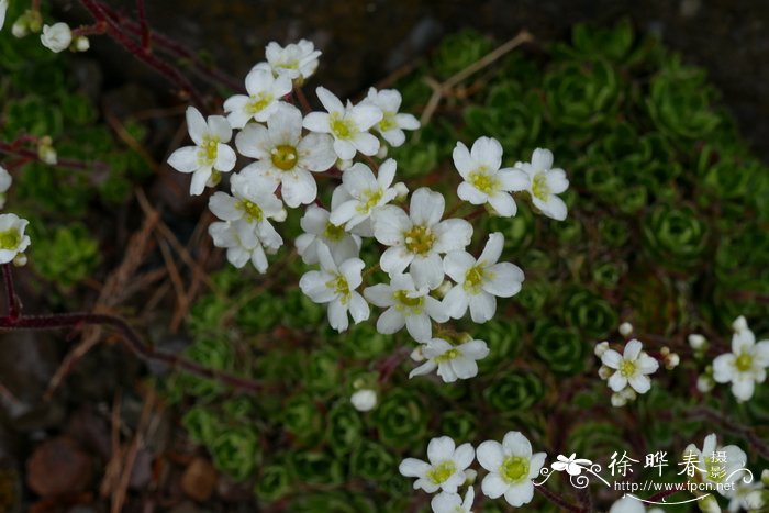 圆锥花虎耳草 Saxifraga paniculata