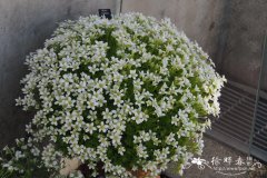 平卧虎耳草Saxifraga pedemontana subsp. prostii