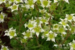 莫希虎耳草Saxifraga reuteriana