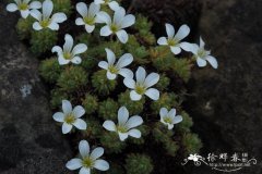 皮德蒙特山虎耳草 Saxifraga pedemontana