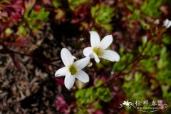 Saxifraga portosanctana