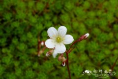 紫红虎耳草 Saxifraga rosacea