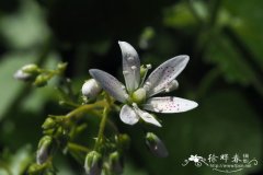 圆叶虎耳草  Saxifraga rotundifolia