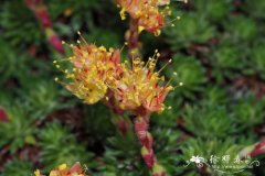 神圣虎耳草 Saxifraga sancta