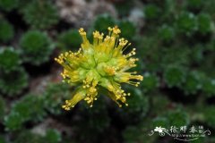 硬柄虎耳草Saxifraga scleropoda