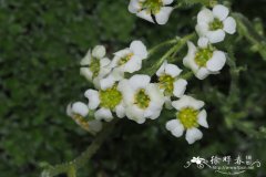 粗毛虎耳草 Saxifraga spruneri