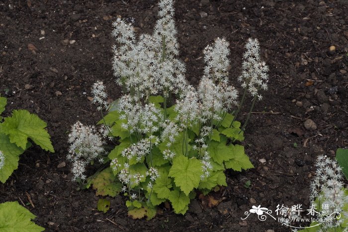 心叶黄水枝Tiarella cordifolia