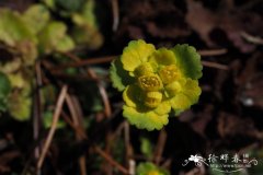 锈毛金腰 Chrysosplenium davidianum