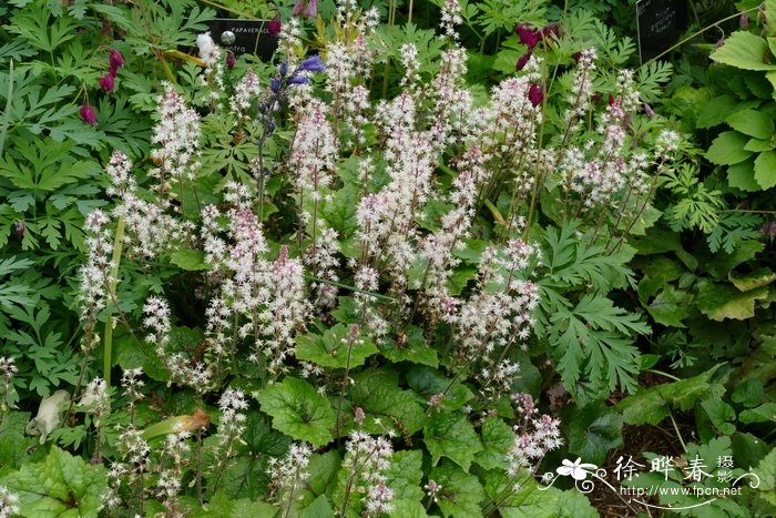 惠利氏黄水枝Tiarella wherryi