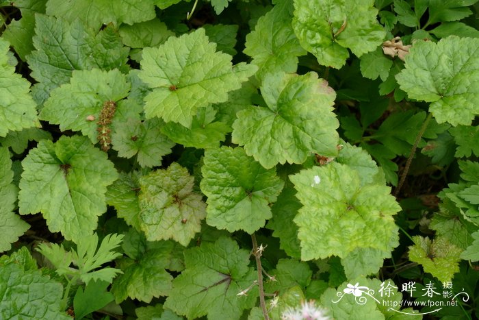 惠利氏黄水枝Tiarella wherryi