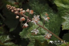 惠利氏黄水枝Tiarella wherryi