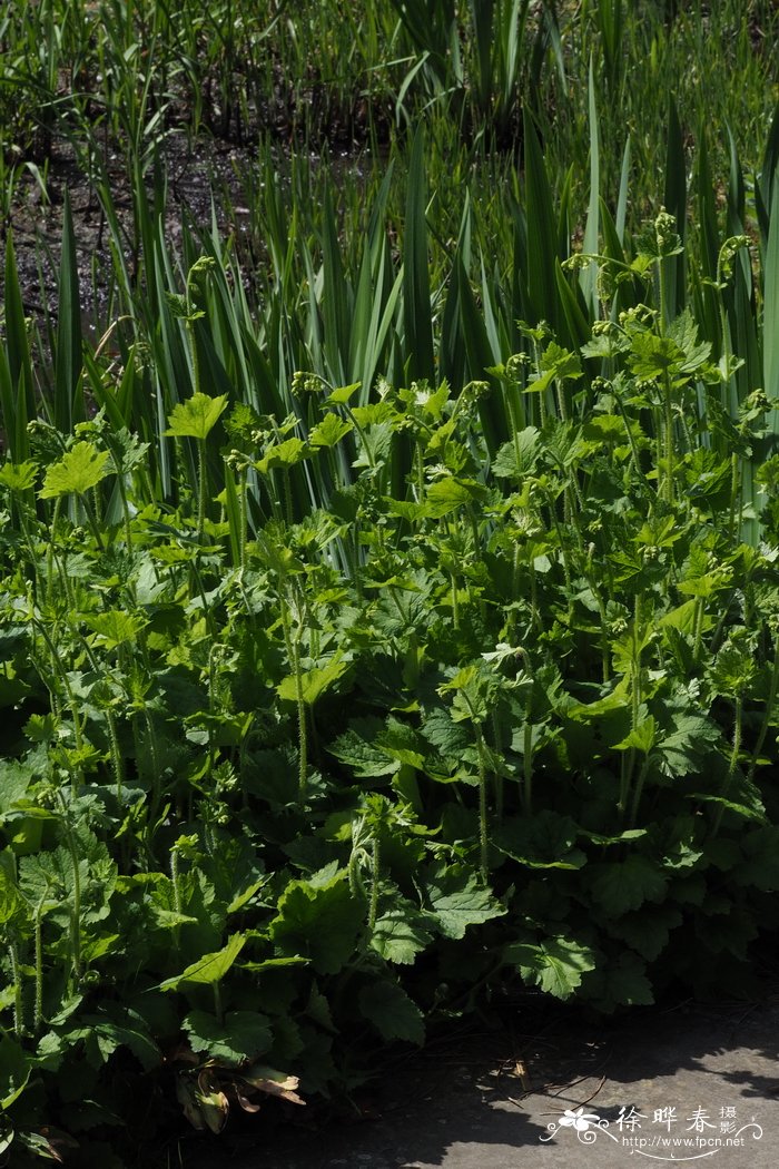 饰缘花 Tellima grandiflora