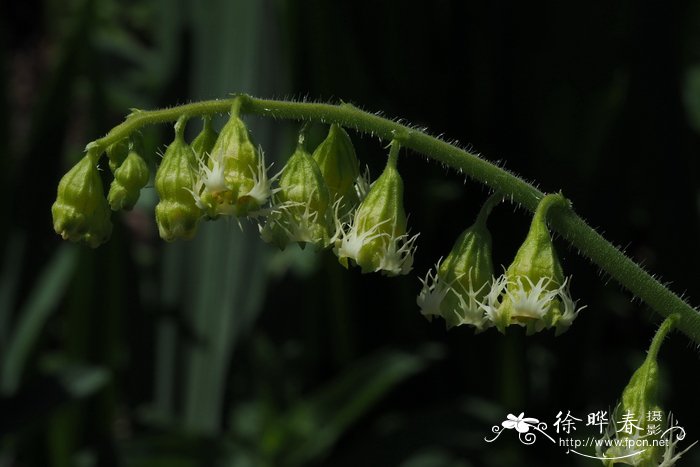 饰缘花 Tellima grandiflora