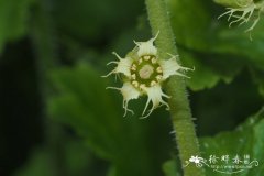 饰缘花 Tellima grandiflora