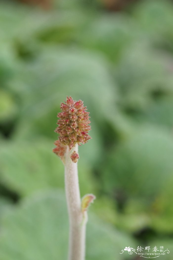 苦卖菜叶新妇花Francoa sonchifolia