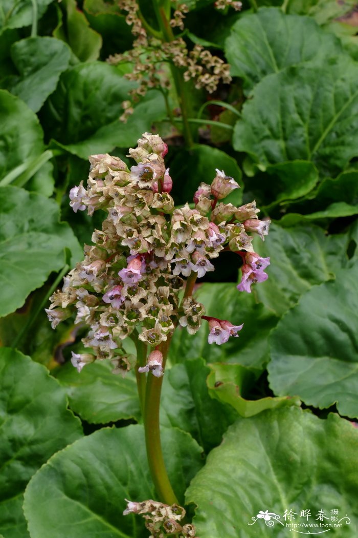 岩七Bergenia ciliata