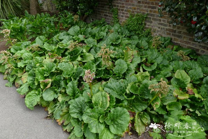 岩七Bergenia ciliata