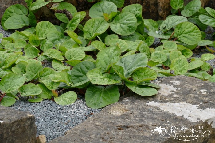 岩七Bergenia ciliata