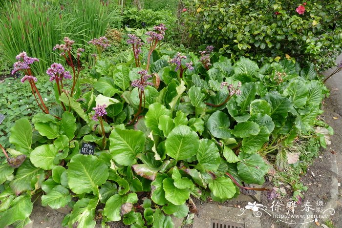 '紫花'厚叶岩白菜 Bergenia cordifolia 'Purpurea'