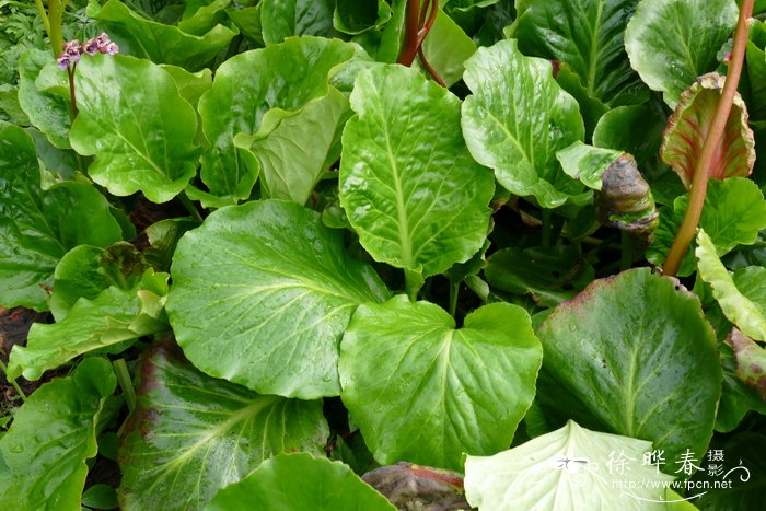 '紫花'厚叶岩白菜 Bergenia cordifolia 'Purpurea'