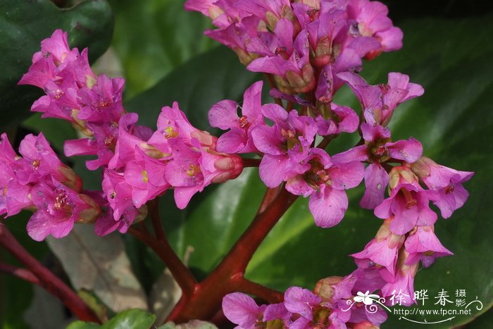 '紫花'厚叶岩白菜 Bergenia cordifolia 'Purpurea'