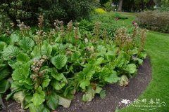 厚叶岩白菜Bergenia cordifolia