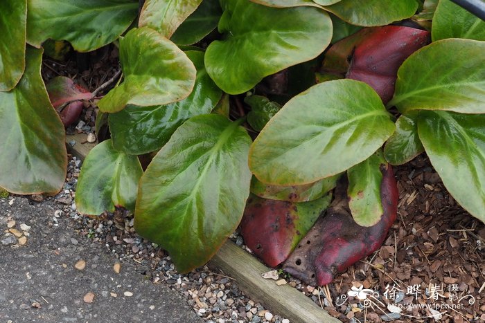 峨眉岩白菜 Bergenia emeiensis