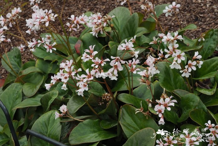 峨眉岩白菜 Bergenia emeiensis