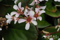 峨眉岩白菜 Bergenia emeiensis