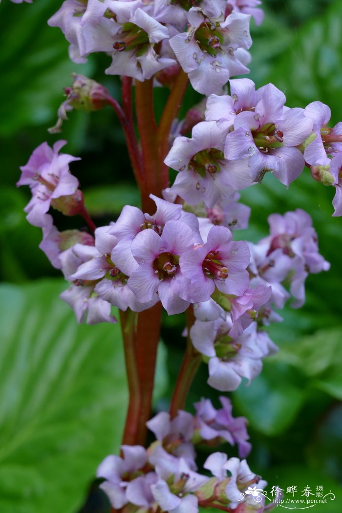 岩白菜Bergenia purpurascen