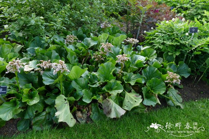 史密斯岩白菜 Bergenia smithii