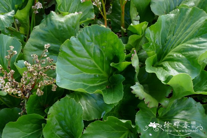 史密斯岩白菜 Bergenia smithii