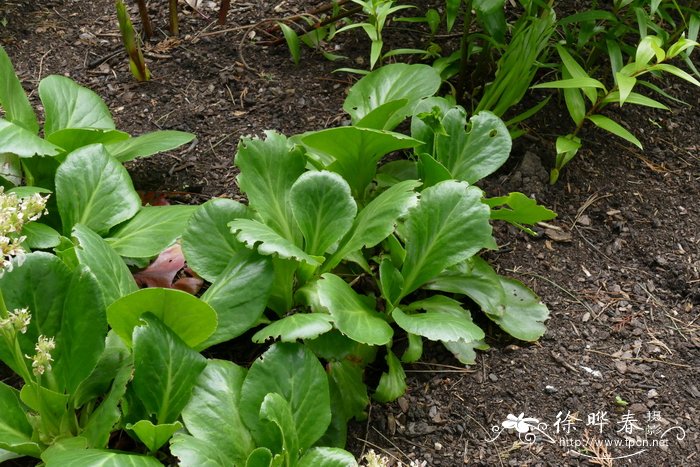 短柄岩白菜Bergenia stracheyi