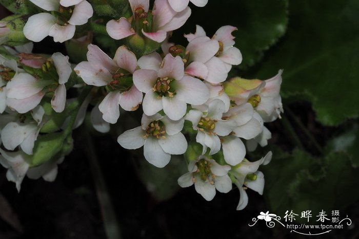 短柄岩白菜Bergenia stracheyi