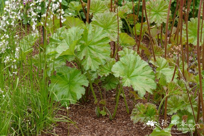 雨伞草Darmera peltata