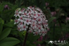 雨伞草Darmera peltata