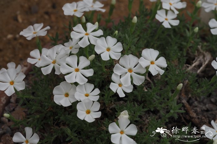 白花福禄考Phlox albomarginata