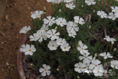 白花福禄考Phlox albomarginata