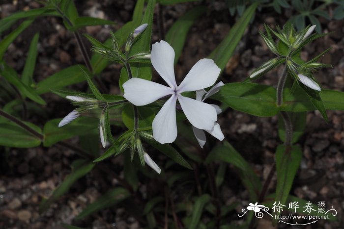 '白花'林地福禄考Phlox divaricata 'Dirigo Ice'