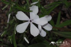 '白花'林地福禄考Phlox divaricata 'Dirigo Ice'