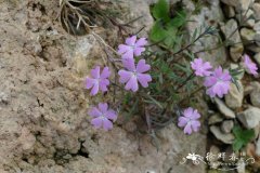 格雷天蓝绣球 Phlox grayi