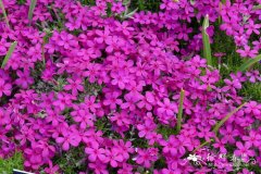 ‘伊娃’矮丛福禄考 Phlox douglasii ‘Eva’